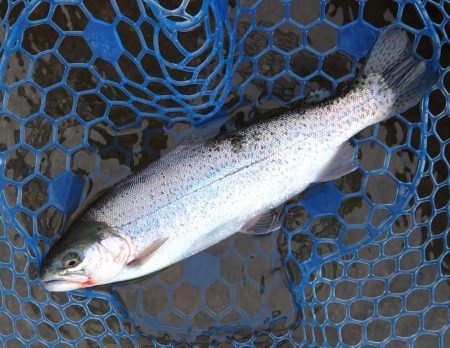 ニューロッド入魂！ ～天竜川ルアーフライ専用区～